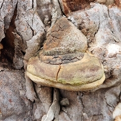 Phellinus sp. (non-resupinate) (A polypore) at Kingsdale, NSW - Yesterday by trevorpreston