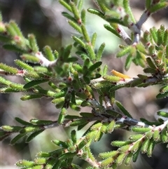 Calytrix tetragona (Common Fringe-myrtle) at Crowther, NSW - 13 Jun 2025 by Frecko