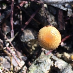 Protostropharia semiglobata (Dung Roundhead) at Crowther, NSW - 13 Jun 2025 by Frecko