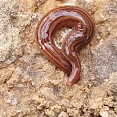 Fletchamia quinquelineata (Five-striped flatworm) at Kingsdale, NSW - Yesterday by trevorpreston