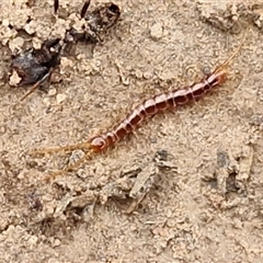 Scolopendromorpha (order) at Kingsdale, NSW - Yesterday by trevorpreston