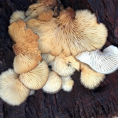 Hohenbuehelia at Crowther, NSW - 13 Jun 2025 by Frecko