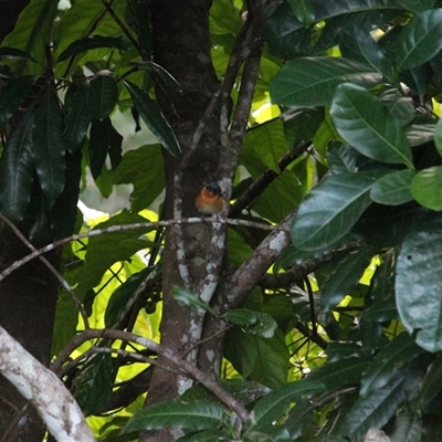 Symposiachrus trivirgatus (Spectacled Monarch) at Mount Molloy, QLD - 4 Jun 2025 by mroseby