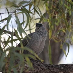 Struthidea cinerea (Apostlebird) at Julatten, QLD - 4 Jun 2025 by mroseby