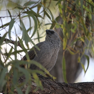 Struthidea cinerea (Apostlebird) at Julatten, QLD - 4 Jun 2025 by mroseby