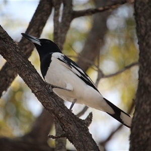 Cracticus nigrogularis (Pied Butcherbird) at Julatten, QLD - 4 Jun 2025 by mroseby