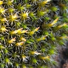 Grimmia sp. at Whitlam, ACT - 11 Jun 2025 by sangio7