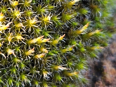 Grimmia sp. at Whitlam, ACT - 11 Jun 2025 by sangio7