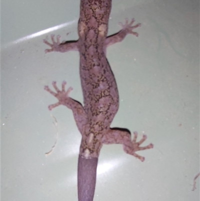 Christinus marmoratus (Southern Marbled Gecko) at North Albury, NSW - 13 Jun 2025 by RobCook