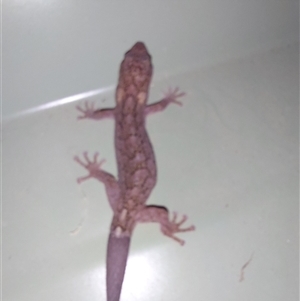Christinus marmoratus at North Albury, NSW - 13 Jun 2025 02:04 PM