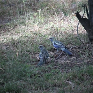 Platycercus adscitus (Pale-headed Rosella) at Julatten, QLD - 4 Jun 2025 by mroseby