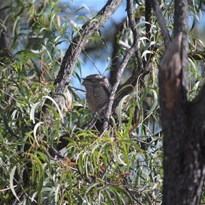 Podargus strigoides (Tawny Frogmouth) at Julatten, QLD - 4 Jun 2025 by mroseby