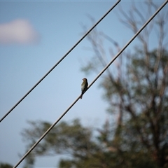 Merops ornatus (Rainbow Bee-eater) at Mount Molloy, QLD - 4 Jun 2025 by mroseby