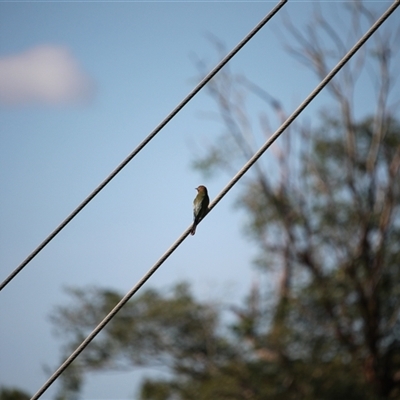 Merops ornatus (Rainbow Bee-eater) at Mount Molloy, QLD - 4 Jun 2025 by mroseby