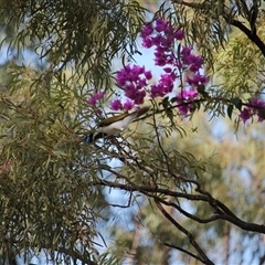 Entomyzon cyanotis (Blue-faced Honeyeater) at Julatten, QLD - 4 Jun 2025 by mroseby