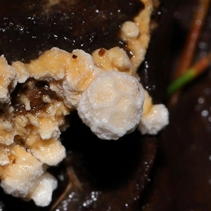 Fungi Unidentfied (kingdom) at Paddys River, ACT - 11 Jun 2025 by TimL