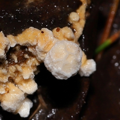 Fungi Unidentfied (kingdom) at Paddys River, ACT - 11 Jun 2025 by TimL