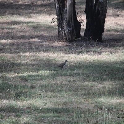 Geophaps scripta (Squatter Pigeon) at Mount Molloy, QLD - 4 Jun 2025 by mroseby