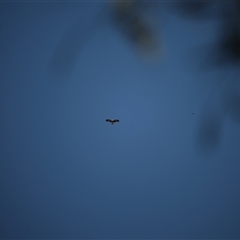 Haliastur sphenurus (Whistling Kite) at Mount Molloy, QLD - 4 Jun 2025 by mroseby