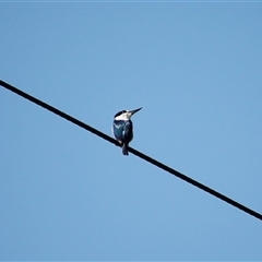 Todiramphus macleayii (Forest Kingfisher) at Craiglie, QLD - 4 Jun 2025 by mroseby
