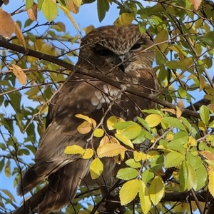 Ninox boobook (Southern Boobook) at Dunlop, ACT - 9 Jun 2025 by johnpugh