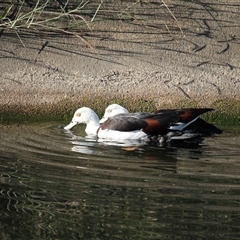 Radjah radjah (Radjah Shelduck) at Port Douglas, QLD - 4 Jun 2025 by mroseby