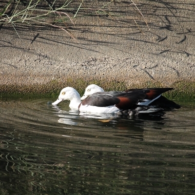 Radjah radjah (Radjah Shelduck) at Port Douglas, QLD - 4 Jun 2025 by mroseby