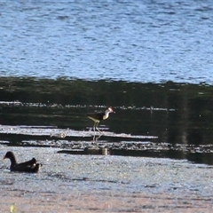 Irediparra gallinacea (Comb-crested Jacana) at Port Douglas, QLD - 4 Jun 2025 by mroseby