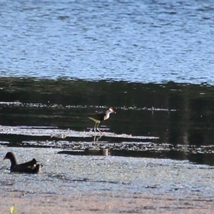 Irediparra gallinacea (Comb-crested Jacana) at Port Douglas, QLD - 4 Jun 2025 by mroseby