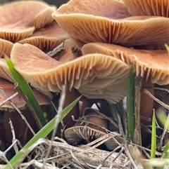 Unverified Fungus at Aranda, ACT - 13 Jun 2025 by LeahColebrook