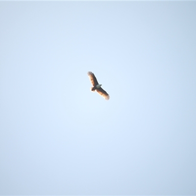 Haliastur indus (Brahminy Kite) at Diwan, QLD - 3 Jun 2025 by mroseby