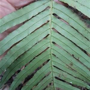 Blechnum cartilagineum at Pappinbarra, NSW - 13 Jun 2025 by jonvanbeest