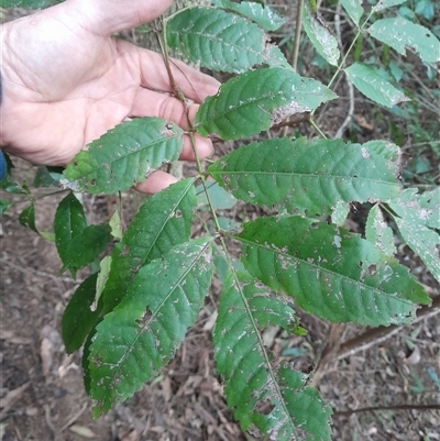 Ackama paniculosa at Pappinbarra, NSW - 13 Jun 2025 by jonvanbeest
