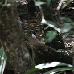 Myiagra alecto (Shining Flycatcher) at Cow Bay, QLD - 3 Jun 2025 by mroseby