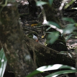 Myiagra alecto (Shining Flycatcher) at Cow Bay, QLD - 3 Jun 2025 by mroseby
