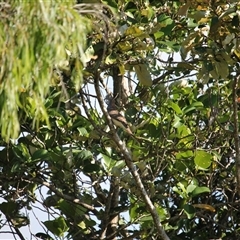 Geopelia humeralis (Bar-shouldered Dove) at Julatten, QLD - 4 Jun 2025 by mroseby