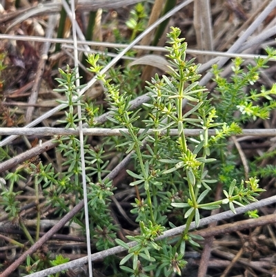 Asperula conferta (Common Woodruff) at Whitlam, ACT - 11 Jun 2025 by sangio7
