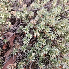 Melichrus urceolatus (Urn Heath) at Whitlam, ACT - 11 Jun 2025 by sangio7