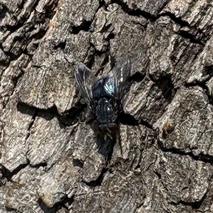 Calliphora vicina at Fairfield, VIC - 13 Jun 2025 12:40 PM