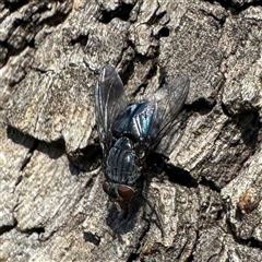 Calliphora vicina at Fairfield, VIC - 13 Jun 2025 12:40 PM