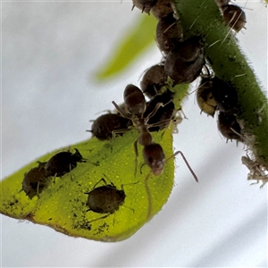Formicidae (family) at Fairfield, VIC - 13 Jun 2025 12:30 PM
