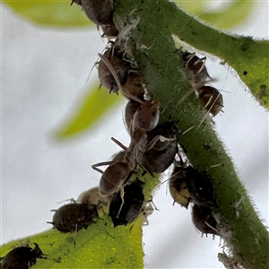 Formicidae (family) at Fairfield, VIC - 13 Jun 2025 12:30 PM