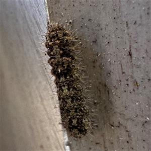 Halone sinuata at Fairfield, VIC - 13 Jun 2025 12:28 PM
