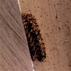 Halone sinuata at Fairfield, VIC - 13 Jun 2025 12:28 PM