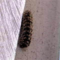Halone sinuata at Fairfield, VIC - 13 Jun 2025 12:28 PM
