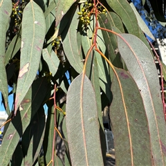 Eucalyptus camaldulensis subsp. camaldulensis at Fairfield, VIC - 13 Jun 2025 12:16 PM