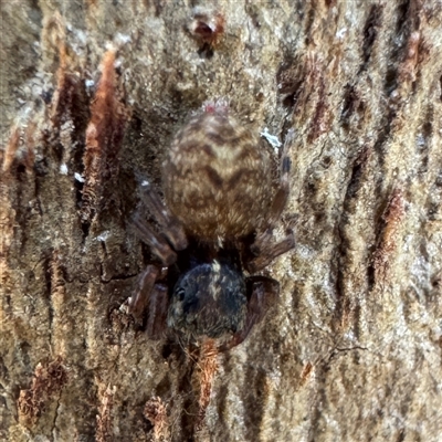 Salticidae (family) at Fairfield, VIC - 13 Jun 2025 by Hejor1