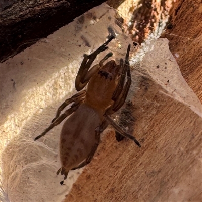 Clubionidae (family) (Sac Spider) at Fairfield, VIC - 13 Jun 2025 by Hejor1