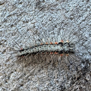 Anestia (genus) (A tiger moth) at Fairfield, VIC - Yesterday by Hejor1