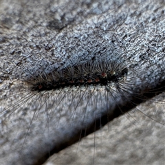 Anestia (genus) at Fairfield, VIC - 13 Jun 2025 11:51 AM